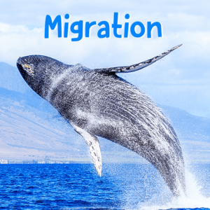 Migration